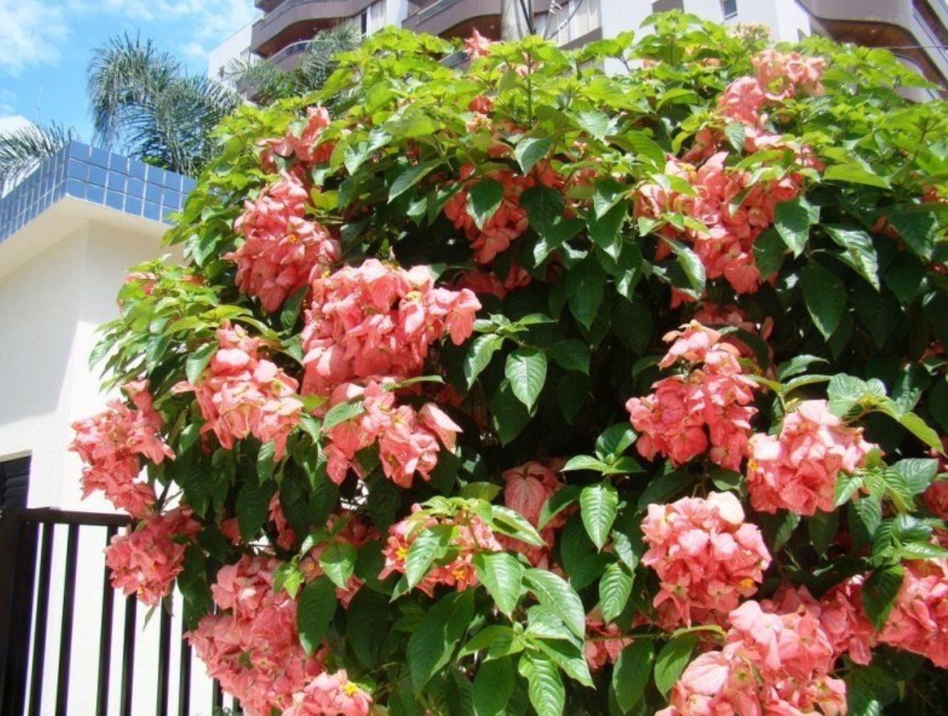 Lợi ích khi trồng cây Bướm Hồng